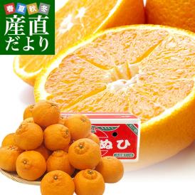 愛媛県より産地直送 JAえひめ南 不知火（しらぬひ）LからMサイズ　5キロ（25玉から30玉前後）しらぬい 柑橘 送料無料