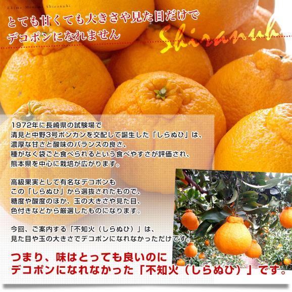 愛媛県より産地直送 JAえひめ南 不知火（しらぬひ）LからMサイズ　5キロ（25玉から30玉前後）しらぬい 柑橘 送料無料04