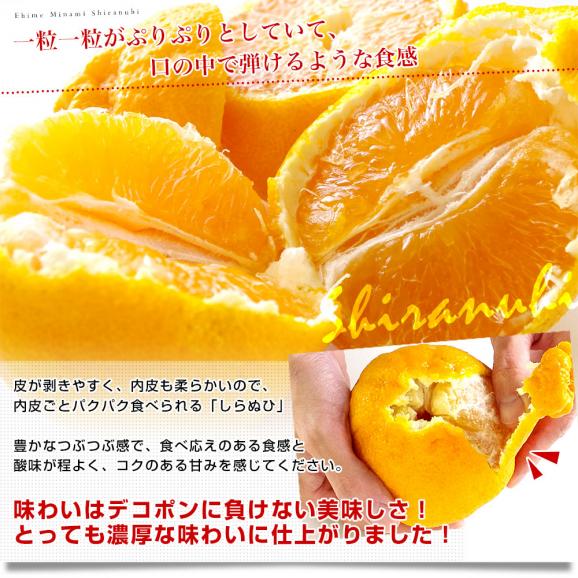 愛媛県より産地直送 JAえひめ南 不知火（しらぬひ）LからMサイズ　5キロ（25玉から30玉前後）しらぬい 柑橘 送料無料05