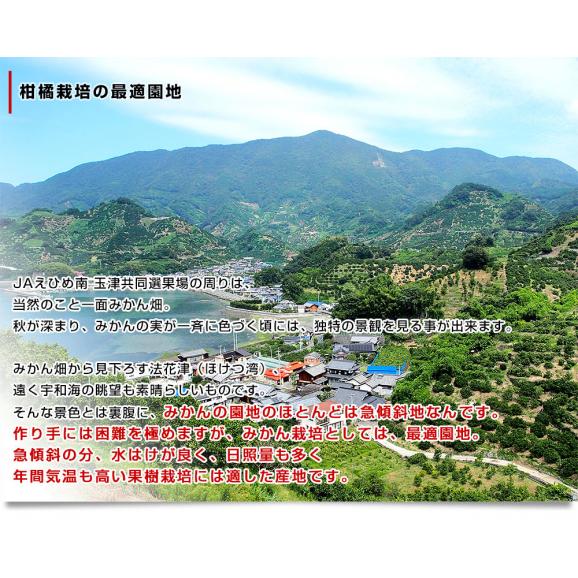 愛媛県より産地直送 JAえひめ南 不知火（しらぬひ）LからMサイズ　5キロ（25玉から30玉前後）しらぬい 柑橘 送料無料06