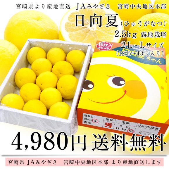 宮崎県より産地直送 JAみやざき 宮崎中央地区本部 日向夏 露地栽培 2.5キロ化粧箱 2LからL(12玉から13玉前後) 送料無料 柑橘 みかん 小夏 ひゅうがなつ03