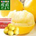 愛媛県産 特別スポットJAえひめ南 宇和文旦 秀品 7.5キロ 特大サイズ 3Lから5L（９玉から12玉前後) 送料無料 市場発送 柑橘 ぶんたん 文旦