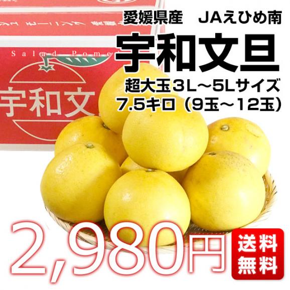 愛媛県産 特別スポットJAえひめ南 宇和文旦 秀品 7.5キロ 特大サイズ 3Lから5L（９玉から12玉前後) 送料無料 市場発送 柑橘 ぶんたん 文旦03