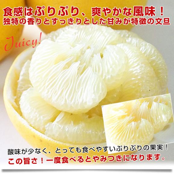 愛媛県産 特別スポットJAえひめ南 宇和文旦 秀品 7.5キロ 特大サイズ 3Lから5L（９玉から12玉前後) 送料無料 市場発送 柑橘 ぶんたん 文旦04