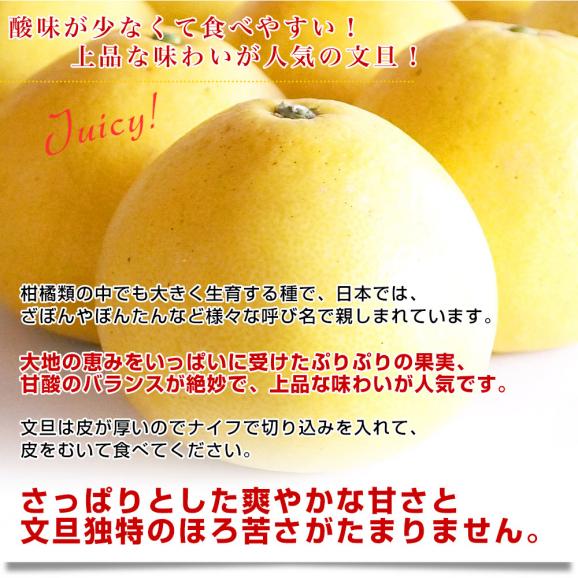 愛媛県産 特別スポットJAえひめ南 宇和文旦 秀品 7.5キロ 特大サイズ 3Lから5L（９玉から12玉前後) 送料無料 市場発送 柑橘 ぶんたん 文旦05