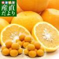熊本県産 田の浦柑橘組合 甘夏 (あまなつ) 2LからLサイズ 10キロ (24玉から30玉) 送料無料 柑橘 オレンジ あまなつ 市場スポット