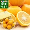 熊本県産 田の浦柑橘組合 甘夏 (あまなつ) Mサイズ 3キロ (10玉から11玉) 送料無料 柑橘 オレンジ あまなつ 市場スポット