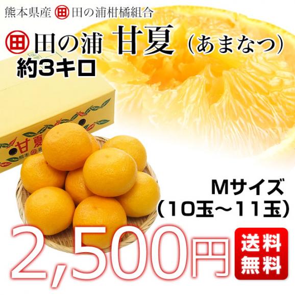 熊本県産 田の浦柑橘組合 甘夏 (あまなつ) Mサイズ 3キロ (10玉から11玉) 送料無料 柑橘 オレンジ あまなつ 市場スポット03