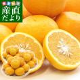熊本県産 田の浦柑橘組合 甘夏 (あまなつ) Mサイズ 10キロ (32玉前後) 送料無料 柑橘 オレンジ あまなつ 市場スポット