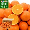 鹿児島県産 JA南さつま 「たんかん」 5キロ LからM (30玉から40玉前後) 送料無料 市場発送 柑橘 オレンジ タンカン 薩摩