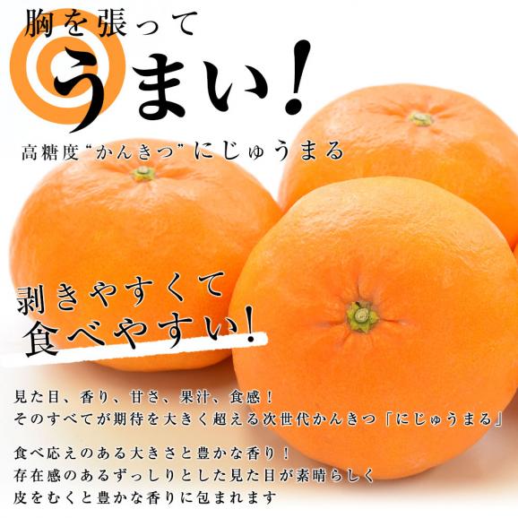 佐賀県より産地直送　 JAグループ佐賀 にじゅうまる 3キロ化粧箱 （8玉から15玉) 送料無料 柑橘 二重丸 中晩柑 みかんfrom九州04
