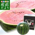 熊本県産 JA鹿本 大玉スイカ Lサイズ （6キロ以上） 送料無料 市場発送 西瓜 すいか 熊本スイカ