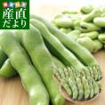 香川県より産地直送 JA香川県 そらまめ (品種名：一寸そら豆)  1キロ箱 満載詰め (30本から40本前後)  送料無料 ソラマメ 讃岐
