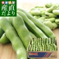 香川県より産地直送 JA香川県 そらまめ (品種名：一寸そら豆)  2キロ箱 満載詰め (60本から80本前後)  送料無料 ソラマメ 讃岐
