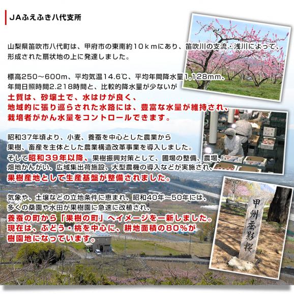 山梨県より産地直送 JAふえふき八代支所 八代のハウス桃 約1キロ （5玉から6玉） 送料無料 もも やつしろ 笛吹04