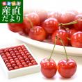 山形県 JAさがえ西村山 温室栽培「さくらんぼ佐藤錦」 ギフト用大玉Lサイズ 300g 化粧箱 送料無料 ※クール便発送