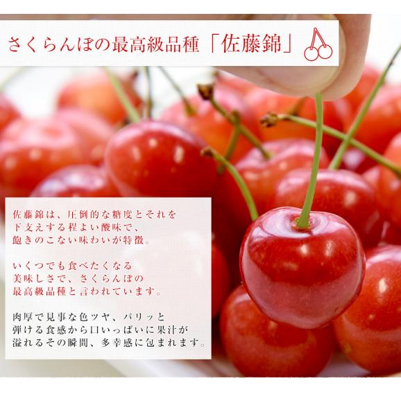 山形県 JAさがえ西村山 温室栽培「さくらんぼ佐藤錦」 ギフト用大玉Lサイズ 300g 化粧箱 送料無料 ※クール便発送05