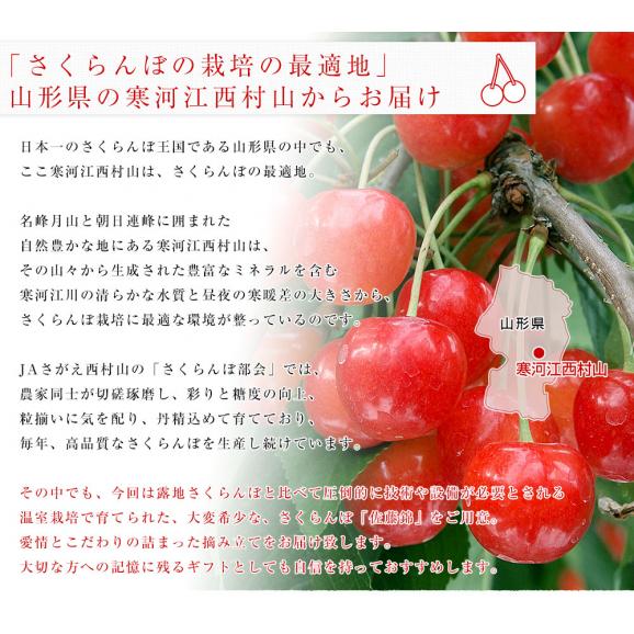 山形県 JAさがえ西村山 温室栽培「さくらんぼ佐藤錦」 ギフト用大玉Lサイズ 300g 化粧箱 送料無料 ※クール便発送06