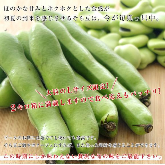 厳選産地の極上そら豆 Lサイズ秀品 2キロ箱 満載詰め そらまめ ソラマメ 千葉 茨城 新潟 宮城 秋田 送料無料  クール便 市場発送04