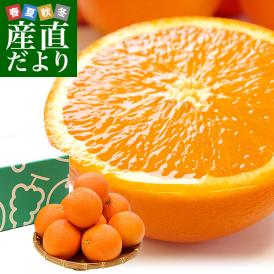 カリフォルニア産　オレンジ「SNOW QUEEN（スノークイーン）」約2キロ（中玉サイズ9玉）送料無料　ネーブルオレンジ バレンシアアレンジ　市場発送