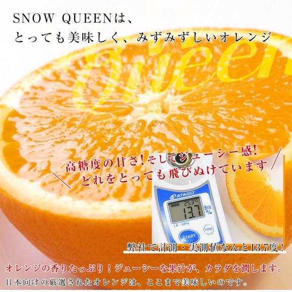 カリフォルニア産　オレンジ「SNOW QUEEN（スノークイーン）」約2キロ（中玉サイズ9玉）送料無料　ネーブルオレンジ バレンシアアレンジ　市場発送04