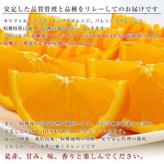 カリフォルニア産　オレンジ「SNOW QUEEN（スノークイーン）」約2キロ（中玉サイズ9玉）送料無料　ネーブルオレンジ バレンシアアレンジ　市場発送06