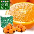 カリフォルニア産　オレンジ「SNOW QUEEN（スノークイーン）」2箱セット　約2キロ×2箱（9玉×２）送料無料　ネーブルオレンジ バレンシアアレンジ　市場発送