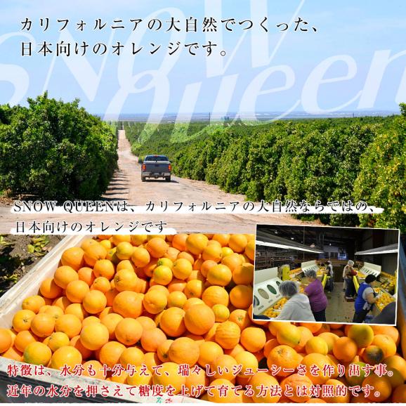 カリフォルニア産　オレンジ「SNOW QUEEN（スノークイーン）」2箱セット　約2キロ×2箱（9玉×２）送料無料　ネーブルオレンジ バレンシアアレンジ　市場発送05