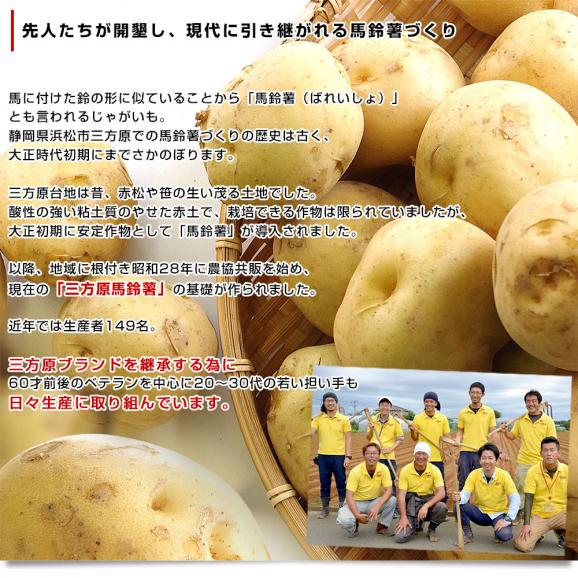 静岡県産 JAとぴあ浜松 三方原馬鈴薯（男爵）Mサイズ 約2.5キロ(20玉前後)送料無料 ばれいしょ じゃがいも ジャガイモ06