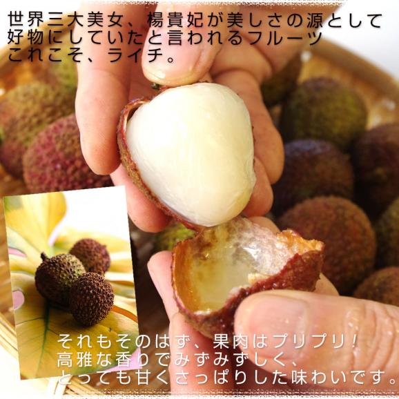 台湾から直輸入 高級 生ライチ 《玉荷包(ぎょっかほう)》 約800g(25玉から35玉前後) 送料無料 トロピカルフルーツ ※クール便04