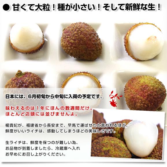 台湾から直輸入 高級 生ライチ 《玉荷包(ぎょっかほう)》 約800g(25玉から35玉前後) 送料無料 トロピカルフルーツ ※クール便06