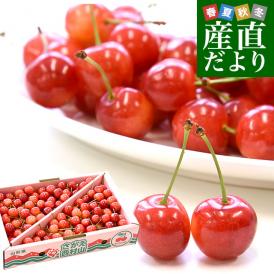 山形から産地直送　山形県JAさがえ西村山「さくらんぼ佐藤錦」 マル秀品 Lサイズ1キロ　サクランボ　桜桃　佐藤錦　ギフト　お中元