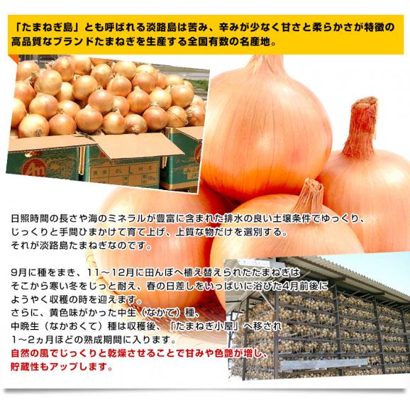 淡路島産　JAあわじ島　淡路島たまねぎ　秀品　Lサイズ　３キロ（10玉前後）　送料無料　玉ねぎ　タマネギ　玉葱　玉ネギ　兵庫　あわじしま　大田市場発送品05