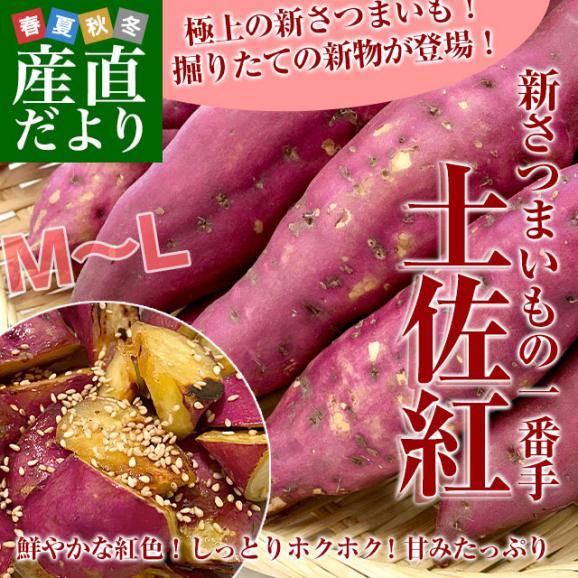 高知県産　JA高知県　土佐紅　A級品MからLサイズ2.5キロ　9本前後　送料無料　とさべに　さつまいも　サツマイモ　薩摩芋　新芋　市場発送02
