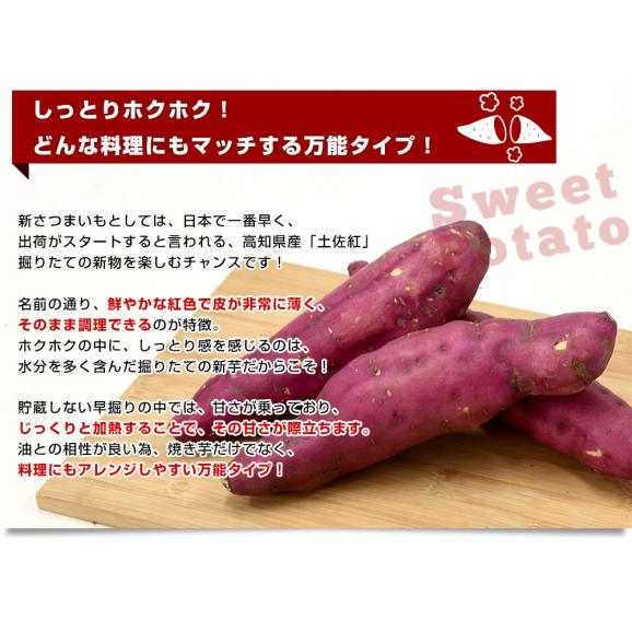 高知県産　JA高知県　土佐紅　A級品MからLサイズ2.5キロ　9本前後　送料無料　とさべに　さつまいも　サツマイモ　薩摩芋　新芋　市場発送04