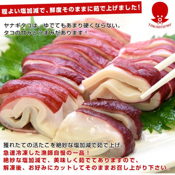 北海道産　ヤナギダコ　たこ頭2キロ（6玉前後）形不揃いのB品　産地直送　送料無料 柳タコ　タコ　タコの頭06