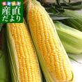 北海道七飯町産 朝どりトウモロコシ Lサイズ 350g×10本 (ゴールドラッシュ他) とうもろこし ※クール便