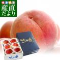 山梨県産　ＪＡフルーツ山梨　山梨ブロック　加納岩統一共選所　ぴー一番 桃「信玄（特秀品）」　送料無料　もも 桃　信玄　特秀桃