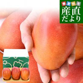 台湾産 台湾マンゴー（品種：愛文 アーウイン）大玉厳選2Lから3L 約1キロ（3玉入） 市場発送