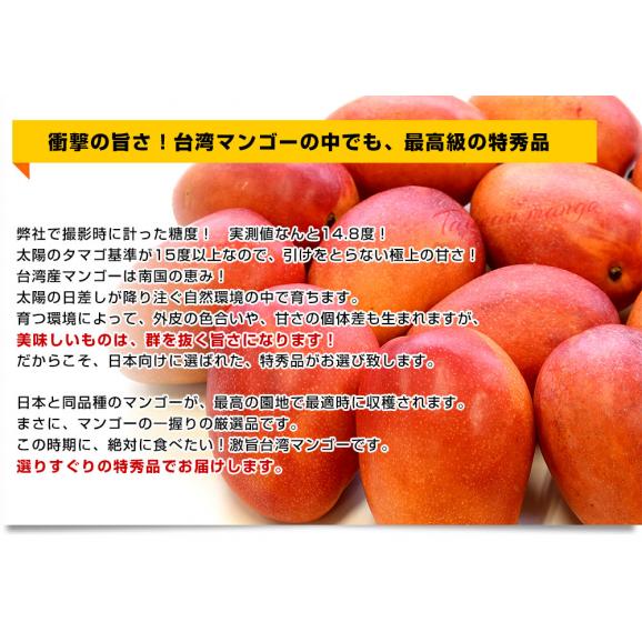 台湾産 台湾マンゴー（品種：愛文 アーウイン）大玉厳選2Lから3L 約1キロ（3玉入） 市場発送04