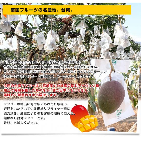 台湾産 台湾マンゴー（品種：愛文 アーウイン）大玉厳選2Lから3L 約1キロ（3玉入） 市場発送06