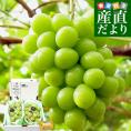 【遅れてごめんね敬老の日ギフト】山梨県産 JAふえふき 大型シャインマスカット 合計約1.2キロ（2房）送料無料 ぶどう ブドウ 種なしぶどう クール便発送