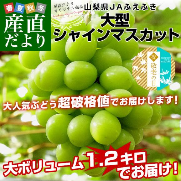 【遅れてごめんね敬老の日】 山梨県産　JAふえふき 大型シャインマスカット1.2キロ（2房）送料無料 ぶどう ブドウ 種なしぶどう  クール便発送02