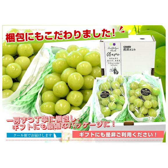 【遅れてごめんね敬老の日ギフト】山梨県産 JAふえふき 大型シャインマスカット 合計約1.2キロ（2房）送料無料 ぶどう ブドウ 種なしぶどう クール便発送05