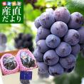 【御中元 ギフト】岡山県産 JA晴れの国岡山 ニューピオーネ 青秀品以上 約1.2キロ(600g×2房)　送料無料 ブドウ 葡萄 種なしぶどう ピオーネ 黒ぶどう ※クール便 お中元 ギフト