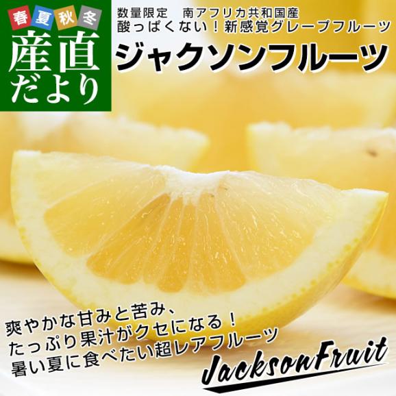 南アフリカ産　ジャクソンフルーツ　約2キロ（9玉入）グレープフルーツ　柑橘　送料無料　市場発送02