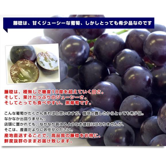 山梨県産 藤稔（ふじみのり）1キロ以上（約500g×2房）葡萄 ぶどう 送料無料05