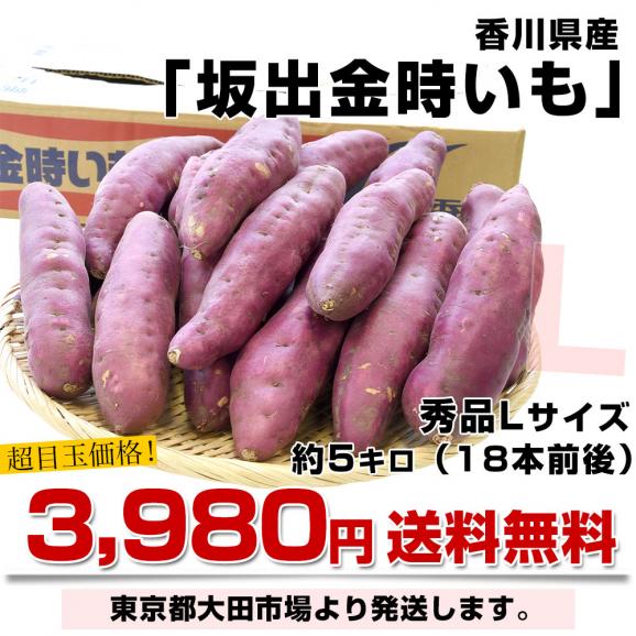 香川県産　JA香川県　坂出金時いも　秀品Lサイズ5キロ　18本前後　送料無料　さかいで　きんとき　さつまいも　サツマイモ　薩摩芋　新芋03