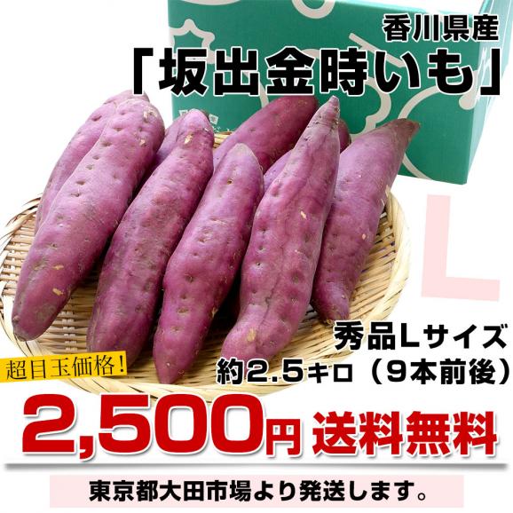 香川県産　JA香川県　坂出金時いも　秀品Lサイズ2.5キロ　9本前後　送料無料　さかいで　きんとき　さつまいも　サツマイモ　薩摩芋　新芋03