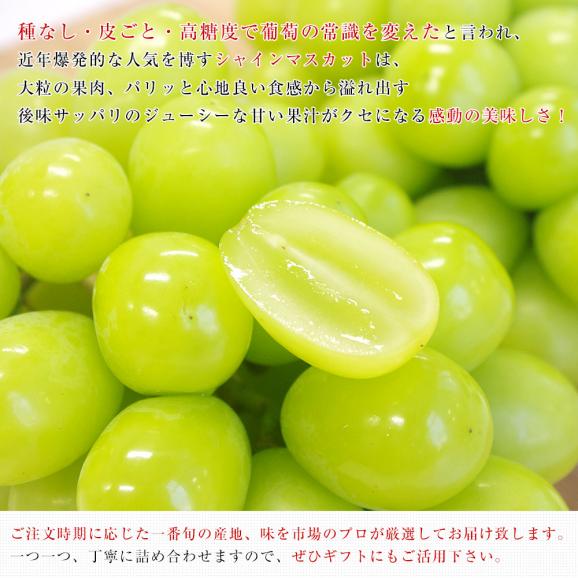 北海道メロンとシャイマスカットの詰合せ（1玉約1.5kg、1房約450g）化粧箱入り　ぶどう 葡萄　ブドウ　フルーツセット ギフト　送料無料　市場発送05
